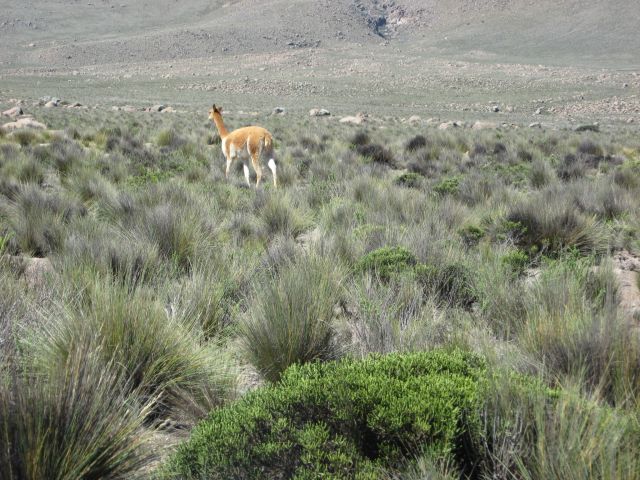 Colca