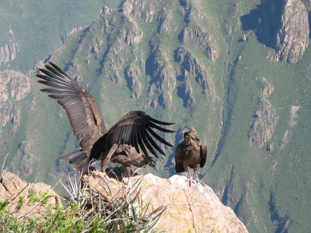 Condor