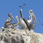 Isals Ballestas, Peru