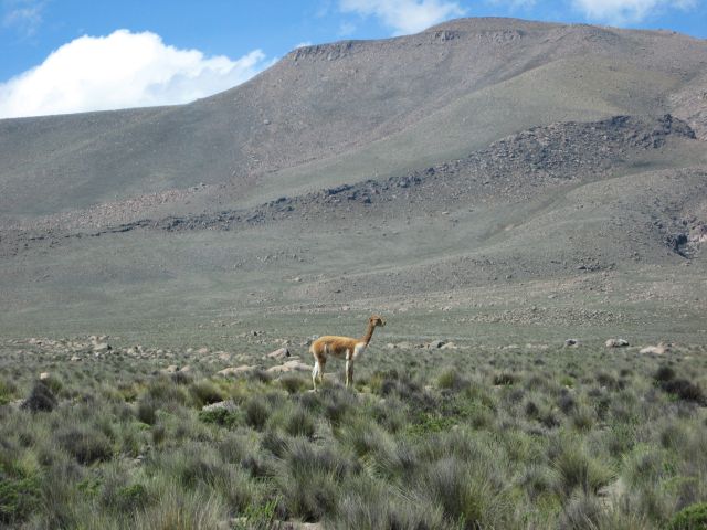 colca