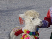 Alpaca Colca